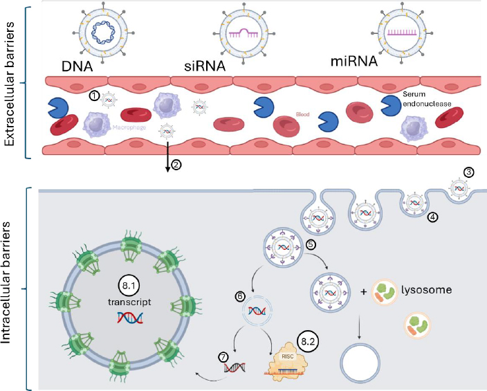 Liposome-mediated gene delivery: A comprehensive review of