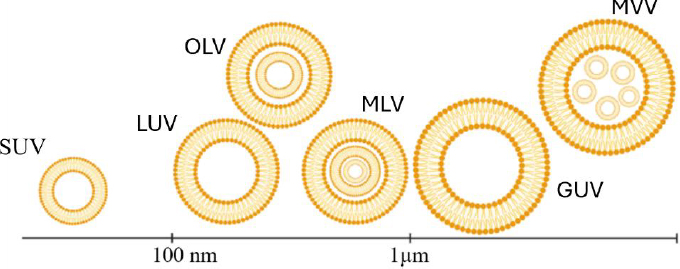 Liposome-mediated gene delivery: A comprehensive review of