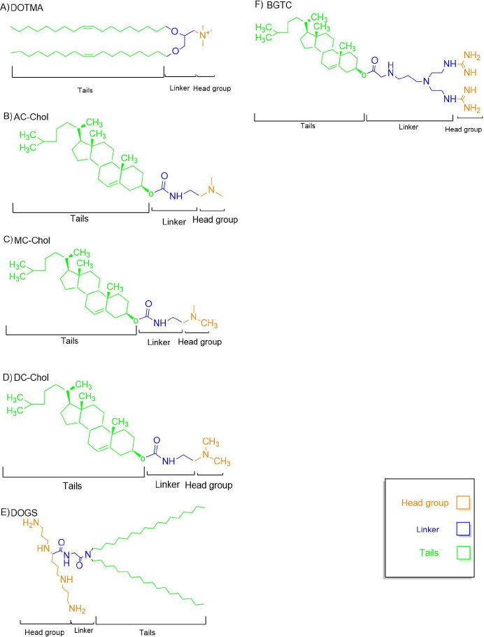 Liposome-mediated gene delivery: A comprehensive review of