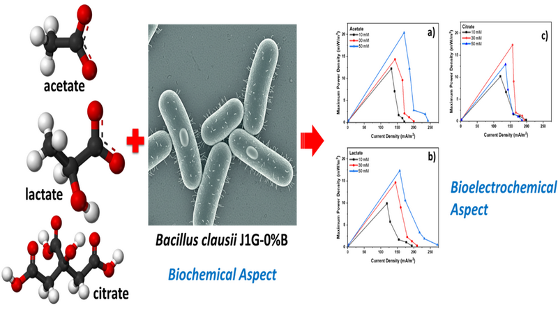 Graphical Abstract