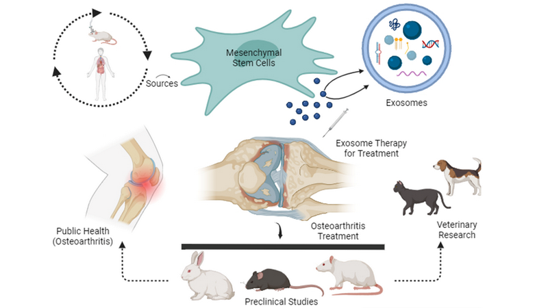 Graphical abstract