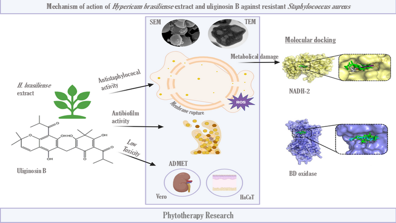 Graphical abstract
