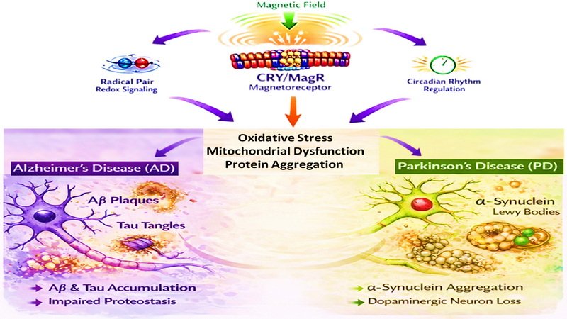 Graphical abstract