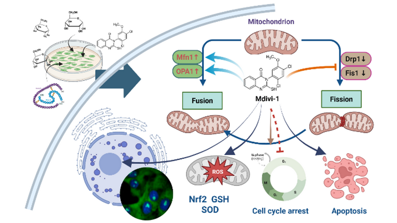 Graphical abstract