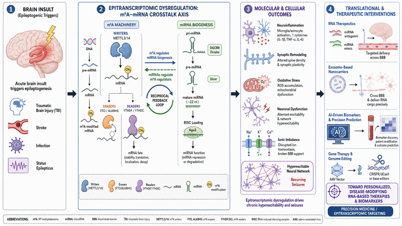 Graphical abstract
